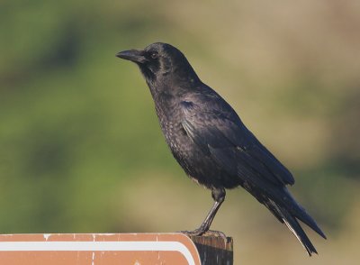 American Crow