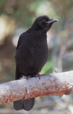 American Crow, juvenile