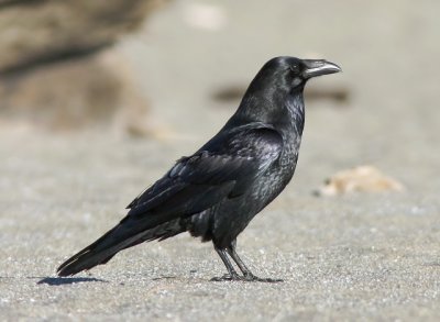 Common Raven