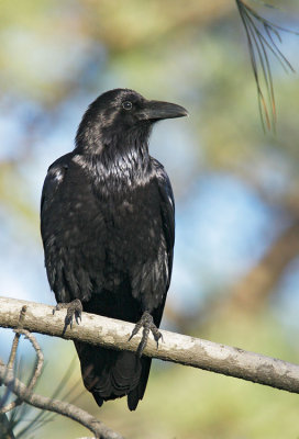 Common Raven