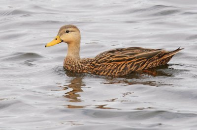 Mottled Duck, male