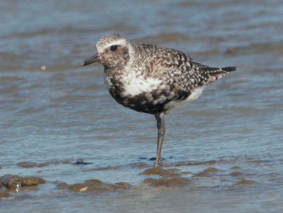 Black-bellied Plover, molting
