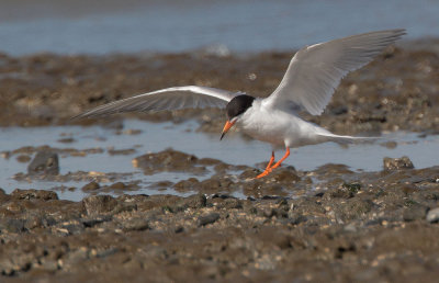 Forster's Tern, landing