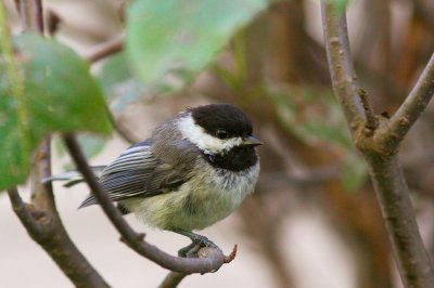 Black-capped Chickadee