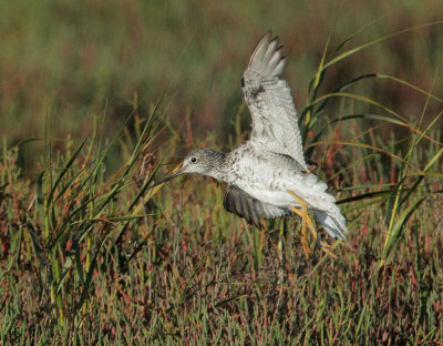 Greater Yellowlegs