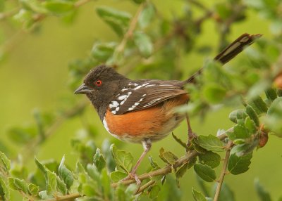 Spotted Towhee, female