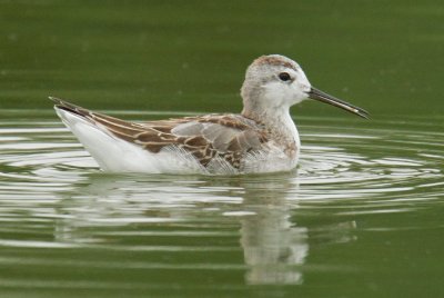 Wilson's Phalarope, juvenile molting