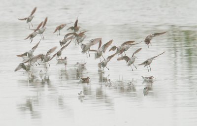 Wilson's Phalaropes. landing