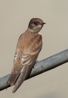 Northern Rough-winged Swallow, juvenile