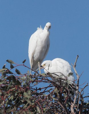 Snowy Egrets, juveniles