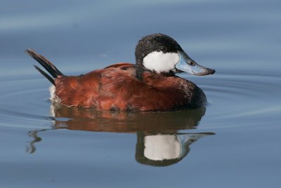 Ruddy Duck, male