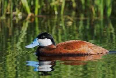 Ruddy Duck, male