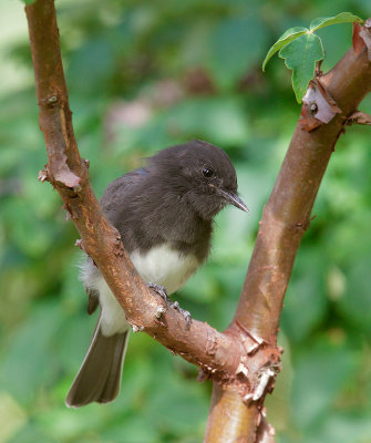 Black Phoebe