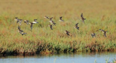 Least Sandpipers,  flying