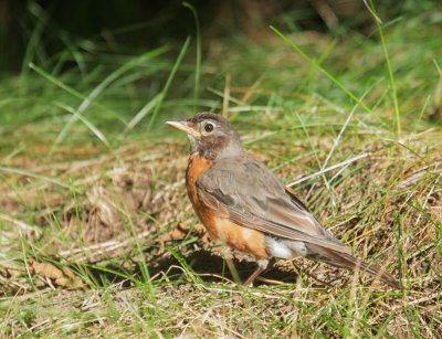 American Robin