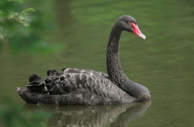 Black Swan