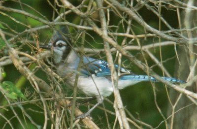 Blue Jay