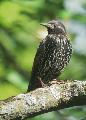 European Starling