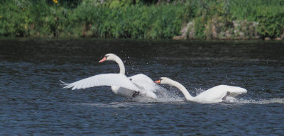 Mute Swans, in battle