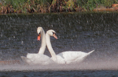 Mute Swans, pair in fountain spray