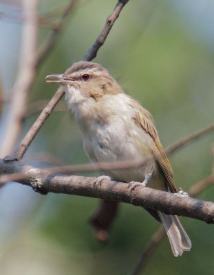 Red-eyed Vireo, singing male