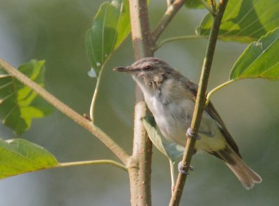 Red-eyed Vireo, male