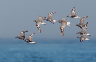 Black-bellied Plovers, flying