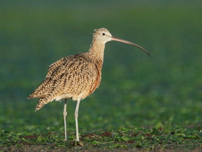 Long-billed Curlew