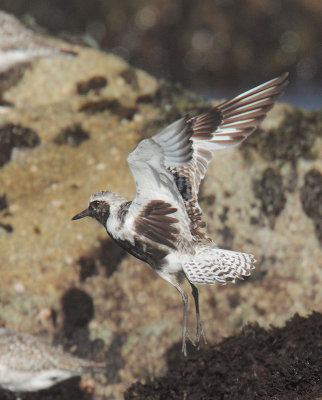 Black-bellied Plover, molting