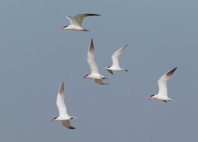 Caspian Terns with a juvenile Elegant Tern, flying