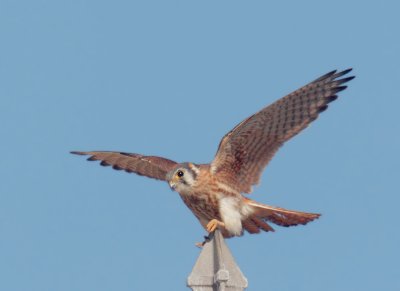 American Kestrel, female