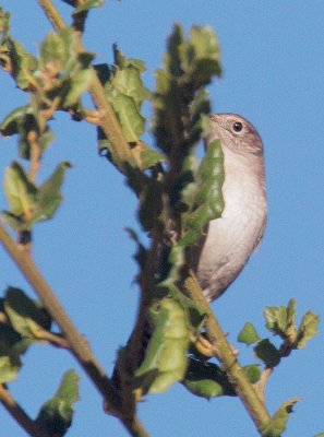 House Wren