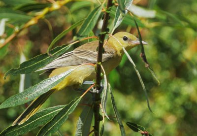 Hooded Oriole, juvenile