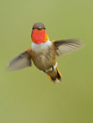 Rufous Hummingbird, male