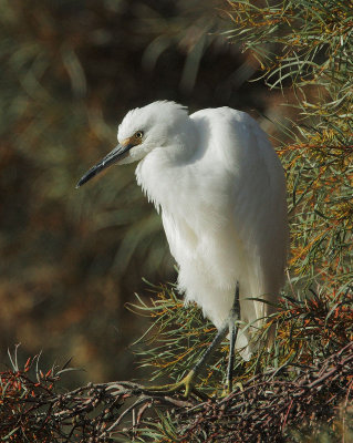 Snowy Egret, juvenile