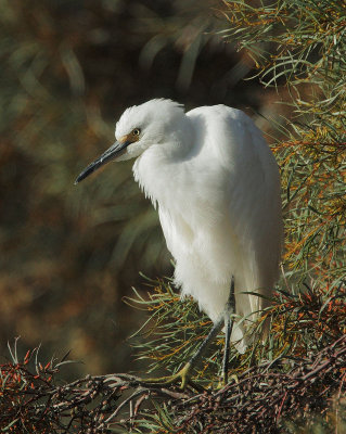 Snowy Egret, juvenile