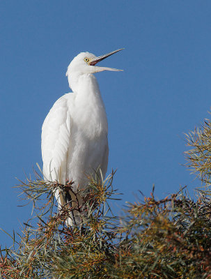 Snowy Egret, juvenile calling