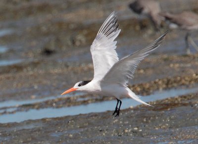 Elegant Tern, landing