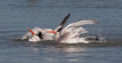 Elegant Terns, bathing