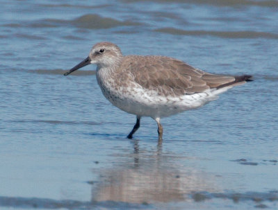 Red Knot, non-breeding plumage