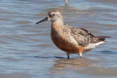 Red Knot, molting from breeding plumage
