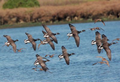 Brant, flock in flight