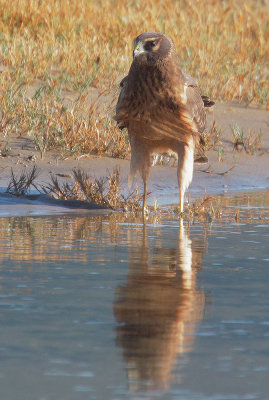 Northern Harrier, juvenile