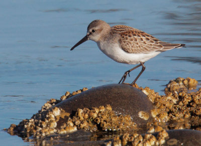 Western Sandpiper,  juvenile