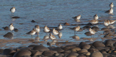 Western Sandpipers, juveniles