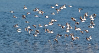 Western Sandpipers, juveniles