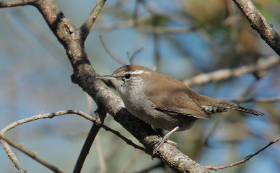 Bewick's Wren