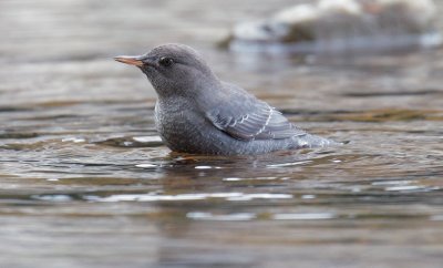 American Dipper, juvenile