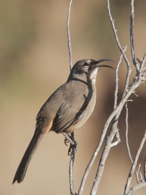 California Thrasher, singing