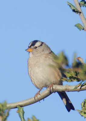 White-crowned Sparrow, Puget Sound